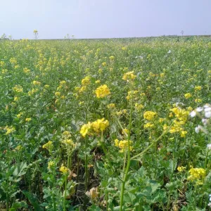 Rgt Mix 1. csávázatlan