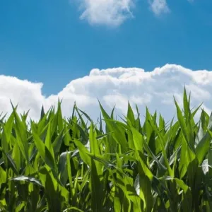 Margitta csávázott+stimulátor