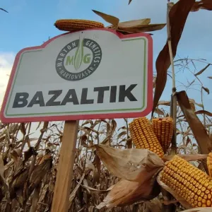 Bazaltik csávázott+stimulátor