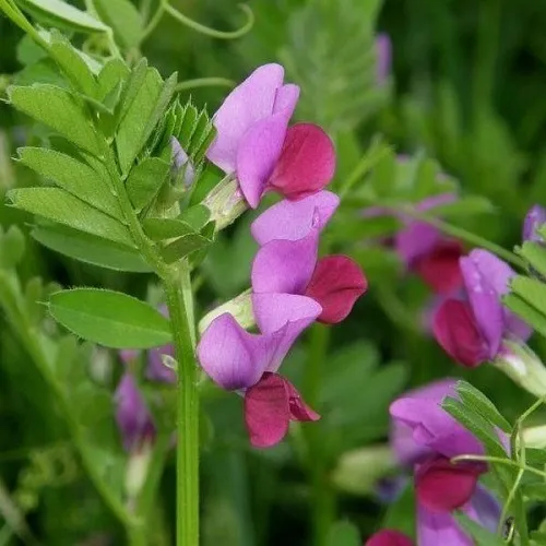 Tempi tavasz csávázatlan II. fok