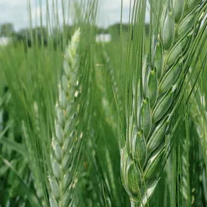 Sambadur  Plusz csávázott+stimulátor II. fok