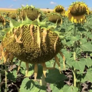 SY Excellio Elevation Plus csávázott+rovarölő +stimulátor