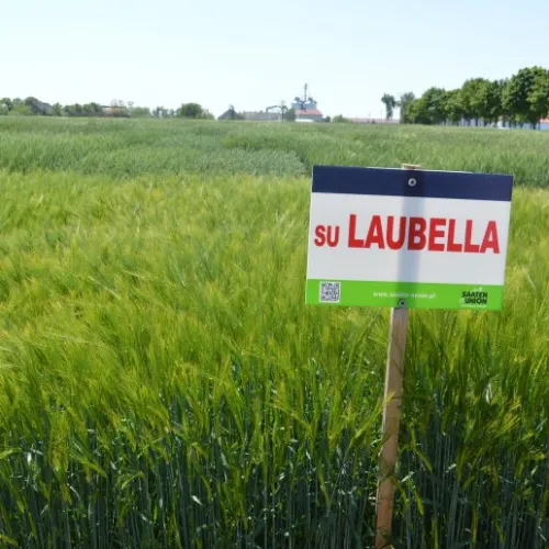 SU Laubella csávázott+stimulátor I. fok