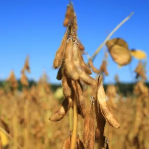 Alvesta natúr II. fok