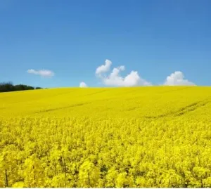 SY Elisabetta csávázatlan
