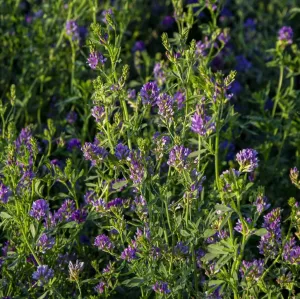 Szarvasi AS 5 csávázatlan II. fok