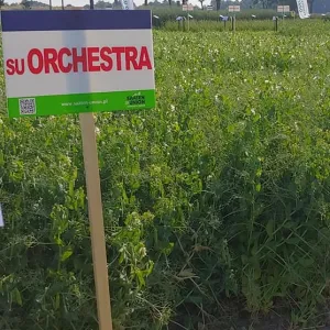 Orchestra csávázatlan II. fok