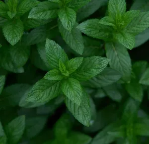 Borsmenta-Mentha piperita csávázatlan