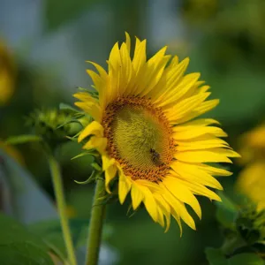 KWS Achilles CLP csávázott