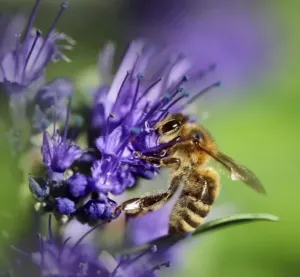 Méhlegelő 15. évelő csávázatlan
