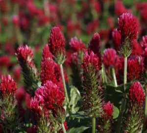 Bíborherés zöldítő csávázatlan