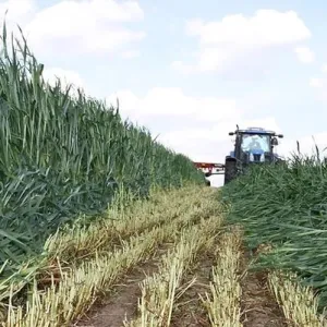 Trixi csávázatlan II. fok