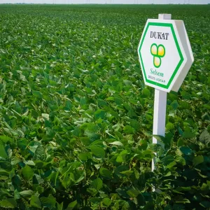 Dukat csávázatlan oltott II. fok