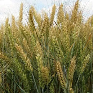 KWS Flexum csávázott II. fok