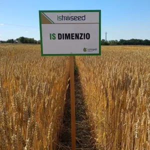 IS Dimenzio csávázott II. fok