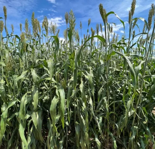 Quali TRIS keverék BMR csávázatlan