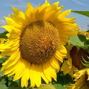 LG 58.630 CL csávázott