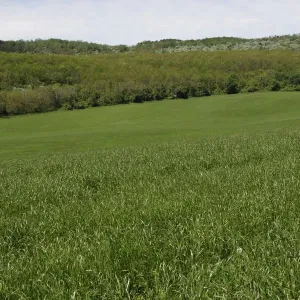 Cerote tetraploid csávázatlan