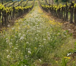 Szőlő-sorköz Standard csávázatlan