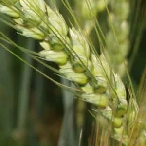 KWS Basmati csávázott II. fok