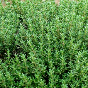 Kakukkfű-Thymus vulgaris csávázatlan