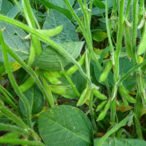 ES Liberator csávázatlan oltott II. fok