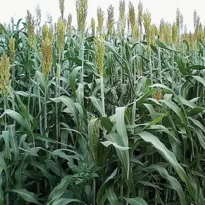 Buffalo grain BMR Antidótummal csávázott