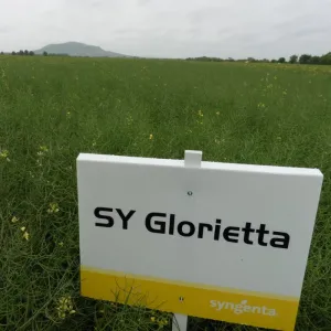 SY Glorietta csávázott+rovarölő +stimulátor