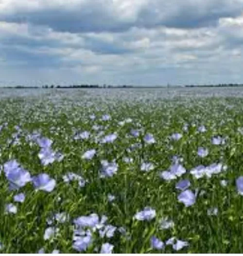 LS Opera csávázatlan