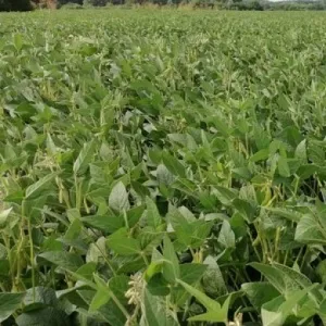 Kristian csávázatlan oltott II. fok