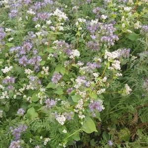 Zöld trió csávázatlan