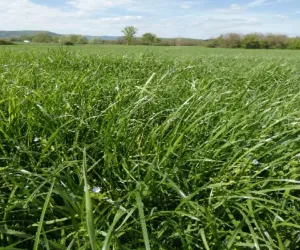 Zöldugar 56. csávázatlan