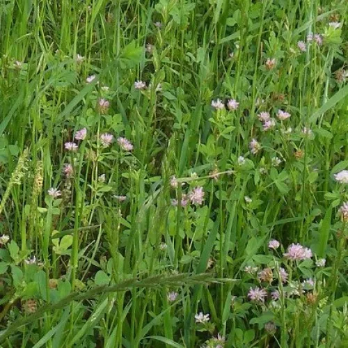 Zöldugar 9. csávázatlan