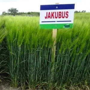 SU Jakubus csávázott+stimulátor I. fok