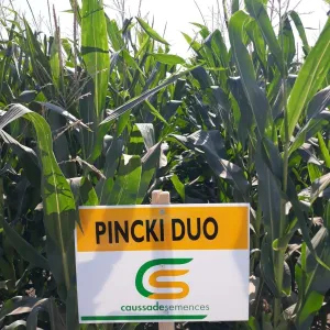 Pincki Duo System csávázott