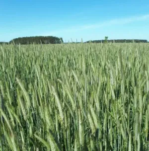 Dankowskie Kalcyt egyéves csávázatlan I. fok