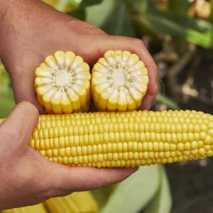 GSS 6926 csávázott