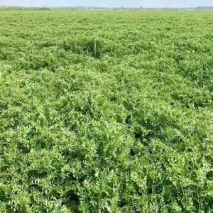 Achim pannon csávázatlan II. fok