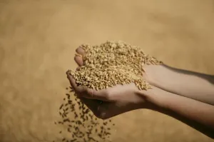 Fémzárolt vetőmag vagy visszavetett, saját mag ősszel?