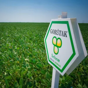 Gorstak csávázatlan oltott II. fok