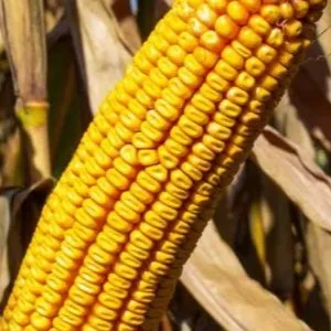 RGT Mogabrix csávázott