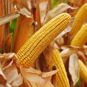 P9731 LumiGEN Standard csávázott+stimulátor