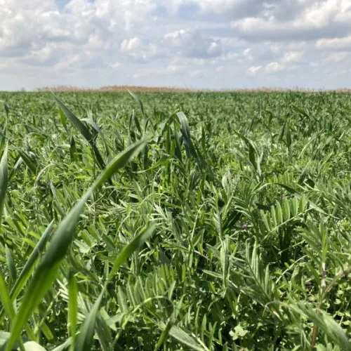 Dimenzió Szilázs 1 egyéves csávázatlan