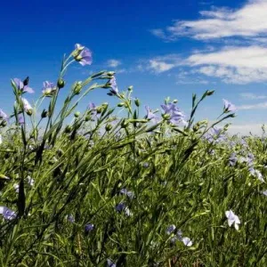 Kaolin csávázatlan