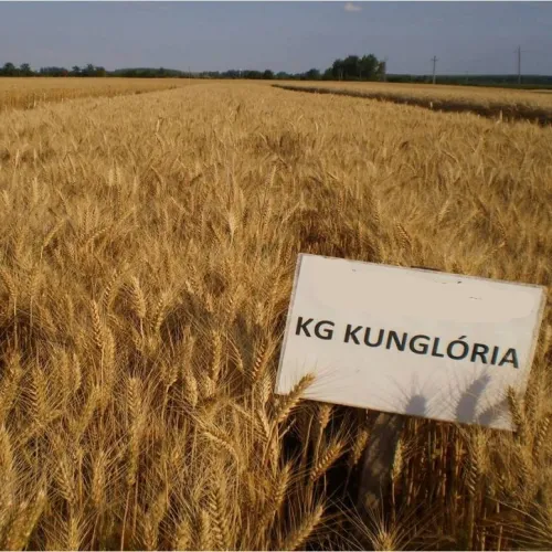 KG Kunglória csávázatlan II. fok