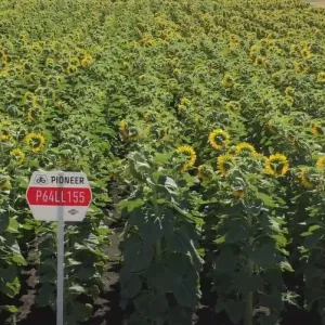 P64LL155 LumiGEN Standard csávázott+stimulátor