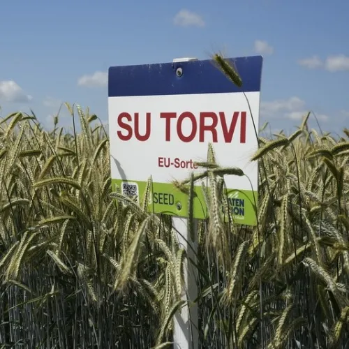 SU Torvi egyéves csávázott hibrid