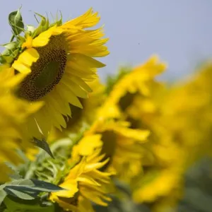 Carrera CLP csávázott