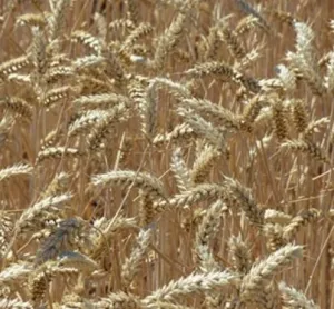 GK Hortobágy csávázott II. fok