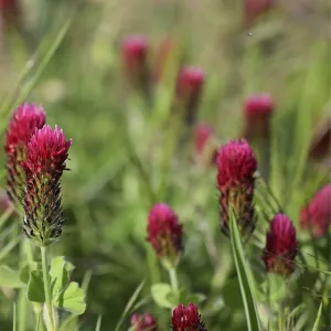 Piroska csávázatlan